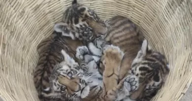 4 Cubs Found In Andhra Village, Trap Cams, Team Of 300 Search For Big Cat