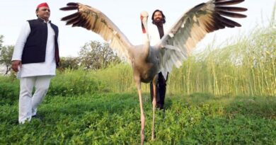 Akhilesh Yadav Attacks UP Government Over Sarus Crane "Missing" From Sanctuary