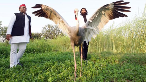 Akhilesh Yadav Attacks UP Government Over Sarus Crane "Missing" From Sanctuary