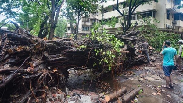 7 killed as tree falls on devotees in Maharashtra’s Akola