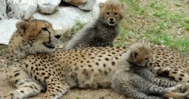 Madhya Pradesh seeks relocation of some of cheetahs brought from Africa