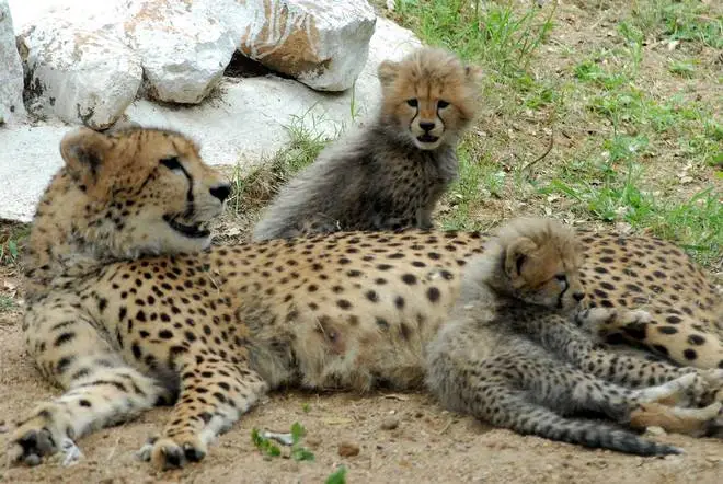 Madhya Pradesh seeks relocation of some of cheetahs brought from Africa